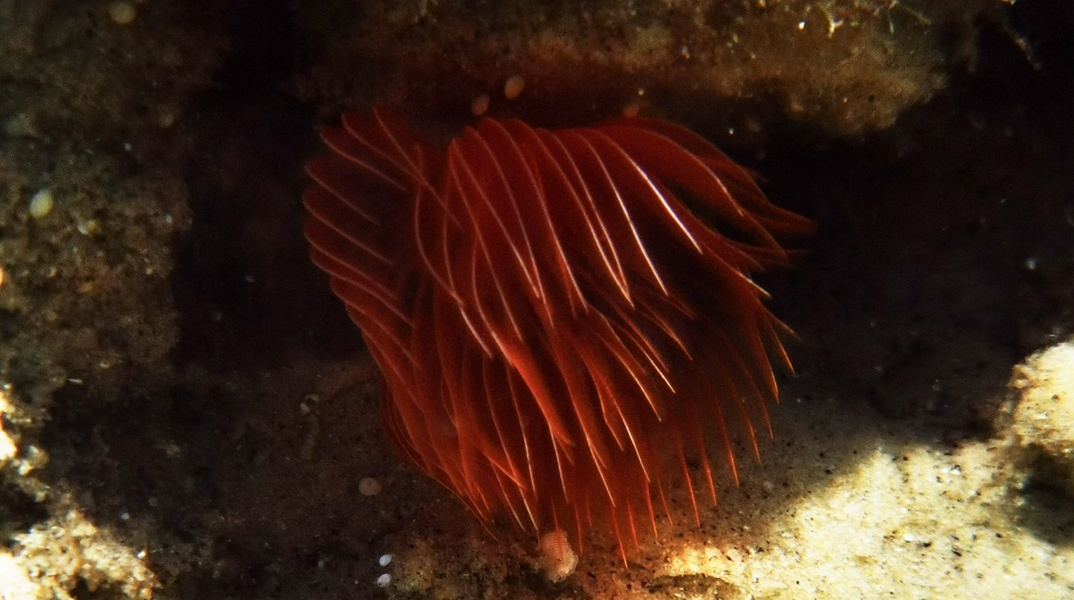 Θαλάσσια ανεμώνη στον βυθό της Σύρου