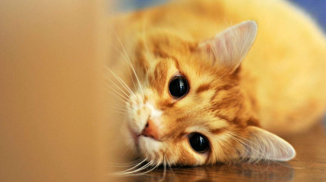 Η γάτα μου δεν σταματά να νιαουρίζει - Τι προσπαθεί να πει