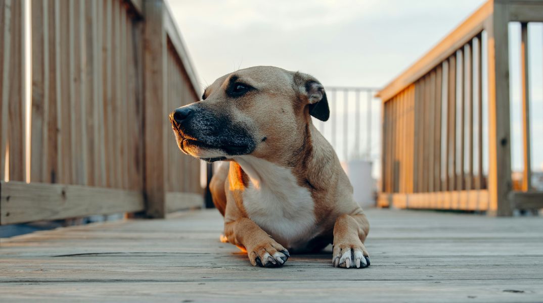 Ο Δήμος Αθηναίων αποκάλυψε παράνομο χώρο ταφής ζώων συντροφιάς στο Άλσος Χωροφυλακής - Η υπόθεση ερευνάται από Εισαγγελέα.