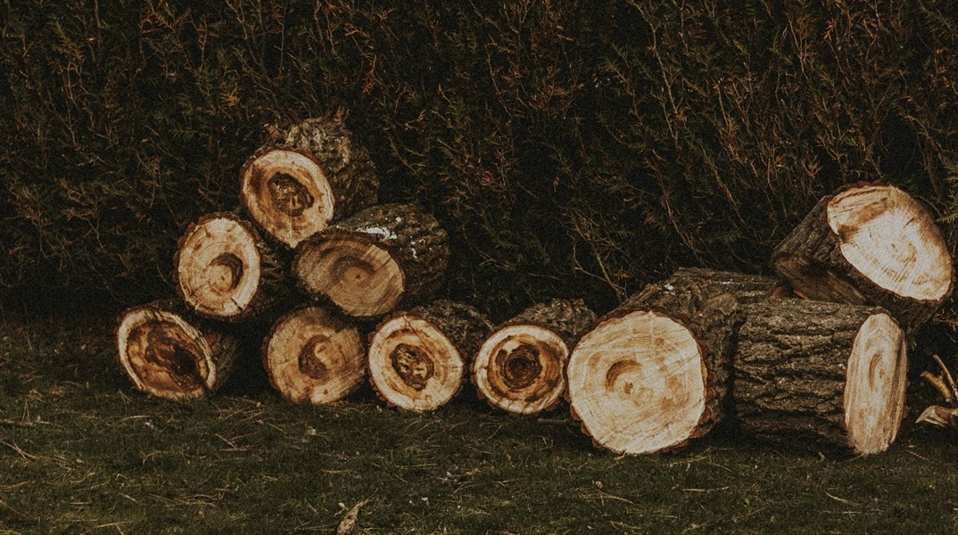 Κομμένο δέντρο