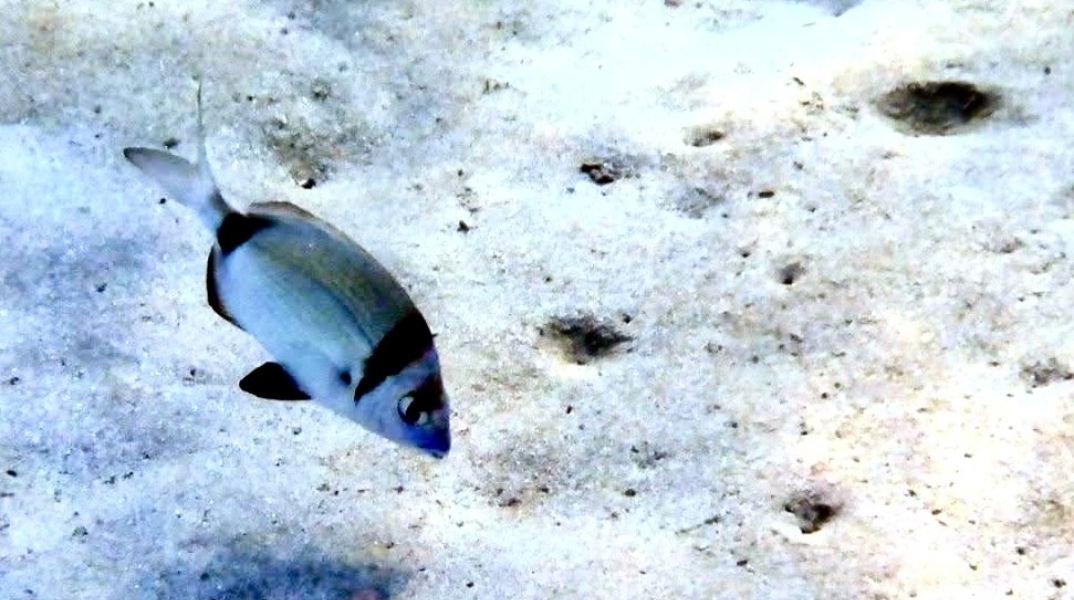 Κολύμπι στα ρηχά νερά