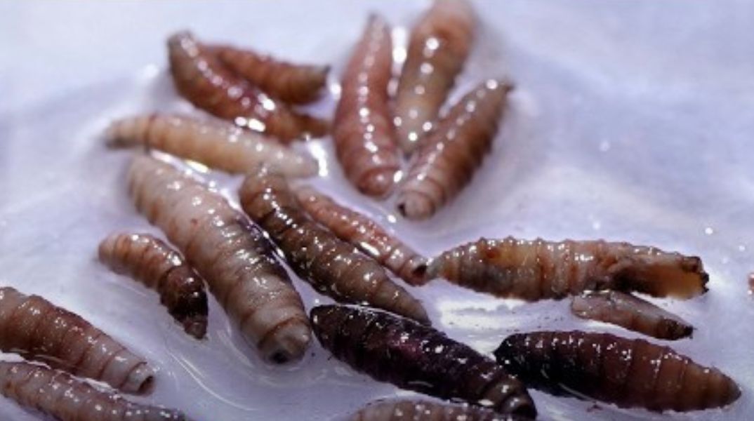 Οι ΗΠΑ κατέγραψαν το πρώτο ταξιδιωτικό κρούσμα παρασίτου «σαρκοφάγου μύγας» σε άνθρωπο που επέστρεψε από το Ελ Σαλβαδόρ - Συναγερμός στις υγειονομικές αρχές