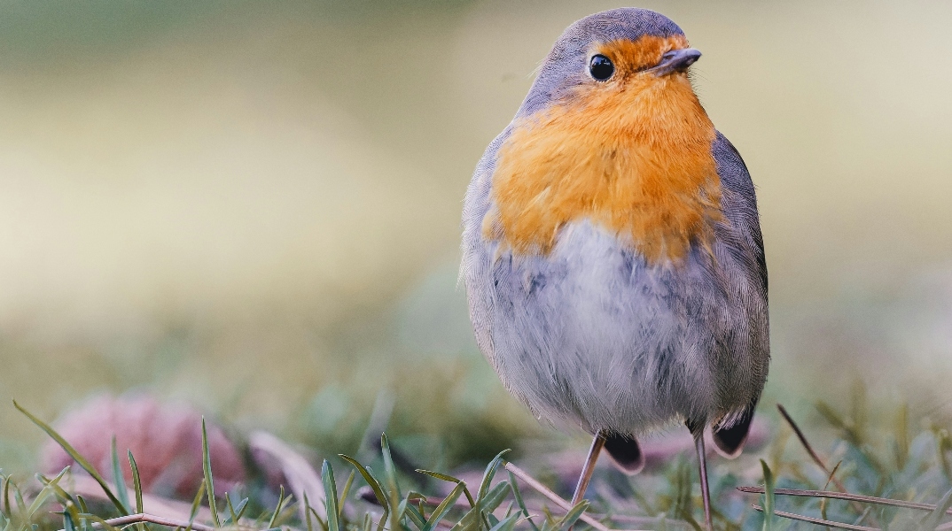 Γιατί τα πουλιά κάνουν υπερωρίες στο κελαήδημα 