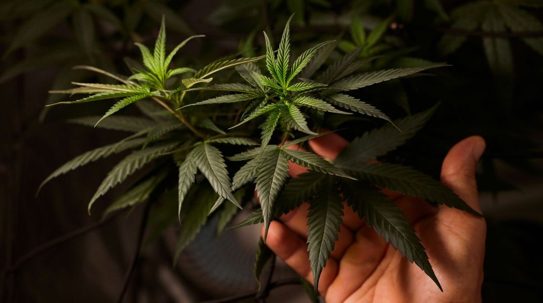 Νέα έρευνα του King's College αποκαλύπτει ότι όσοι καπνίζουν κάνναβη για λόγους υγείας είναι πιο επιρρεπείς σε ψυχωτικά συμπτώματα από τους ψυχαγωγικούς χρήστες