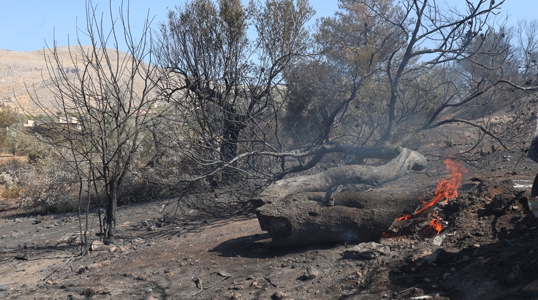 Κορμός δέντρου που καίγεται