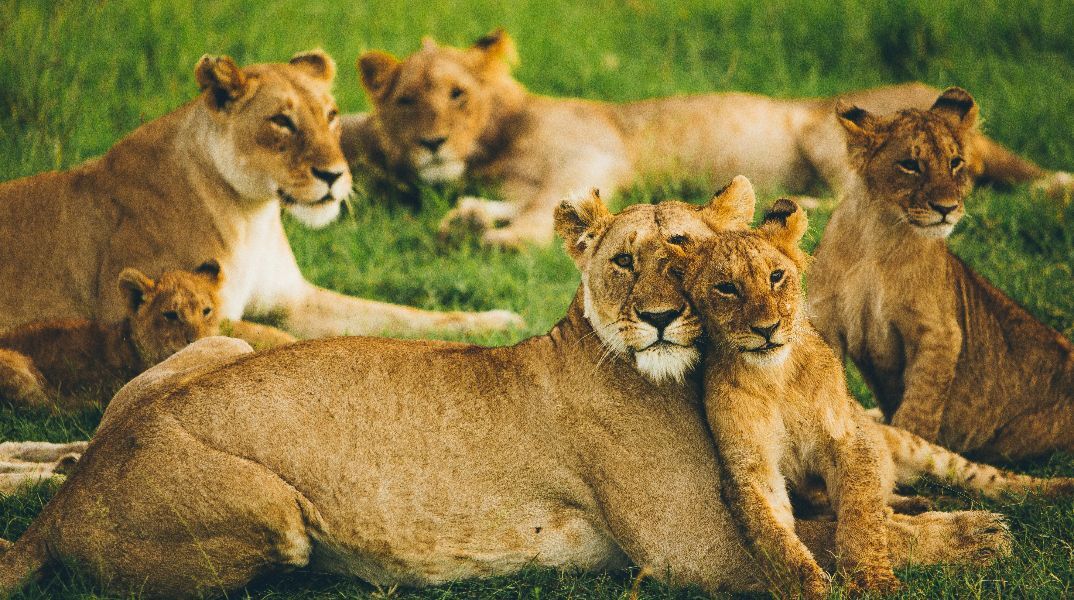 Προβληματίζει η αύξηση του πληθυσμού των λιονταριών στην Ινδία 