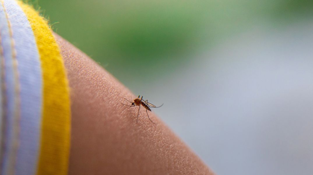 Επιστήμονες εξηγούν γιατί κάποιοι προσελκύουν περισσότερα κουνούπια - Μεταβολισμός, ρούχα, θερμοκρασία σώματος και ομάδα αίματος επηρεάζουν την «προτίμηση»