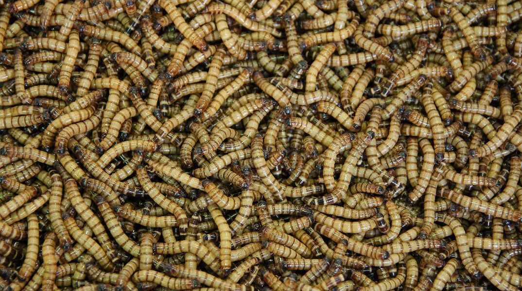 Σκουλήκια που τρώνε και χωνεύουν πλαστικό δίνουν ελπίδες για έναν πιο καθαρό πλανήτη