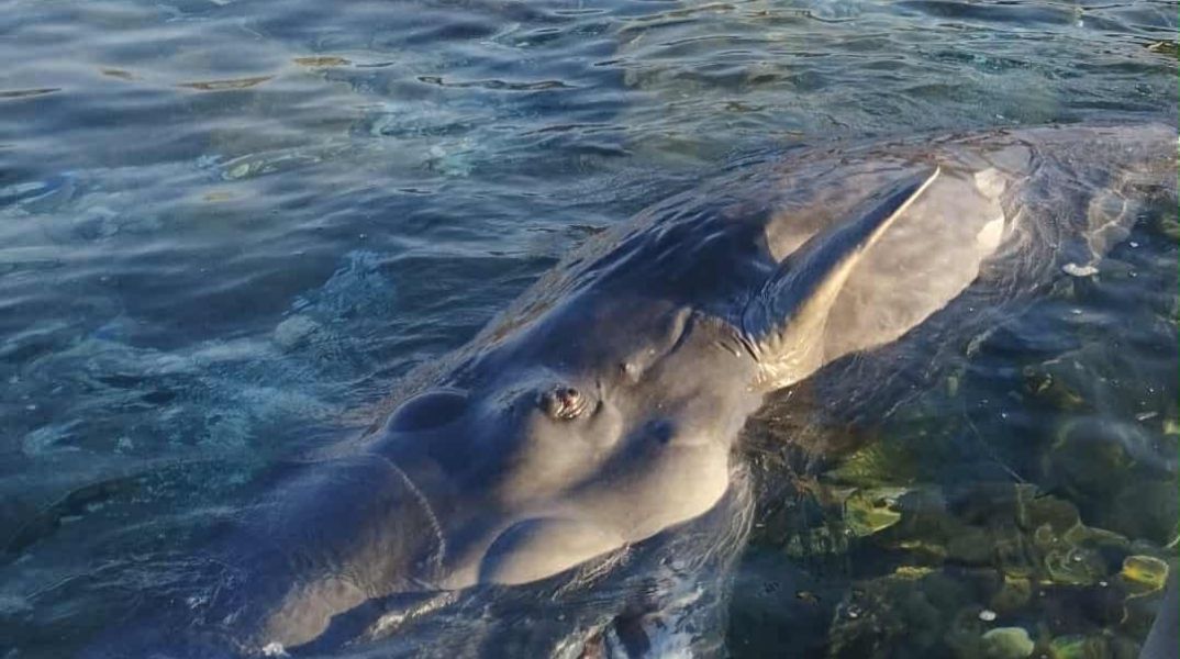 Σάμος: Ξεβράστηκε νεκρή νεαρή φάλαινα φυσητήρας μήκους 4 μέτρων