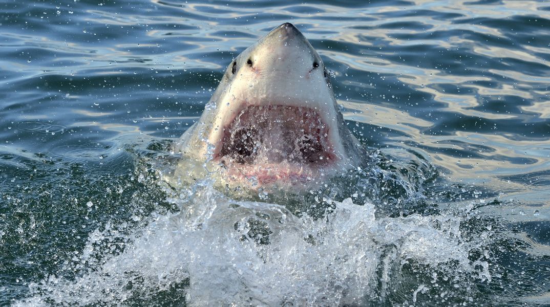 Καρχαρίας σκότωσε σέρφερ στο Σίδνεϊ: «Είχε υποστεί καταστροφικά τραύματα» - Κλείνουν παραλίες 