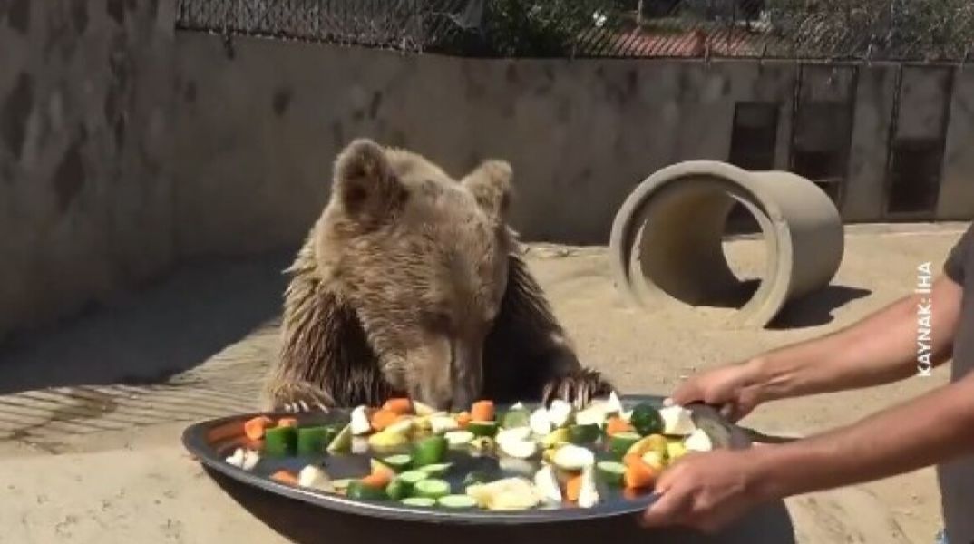 Αρκούδα στην Τουρκία  έφαγε πολλά φρούτα και κατέληξε με στομαχόπονο σε κτηνιατρική κλινική 