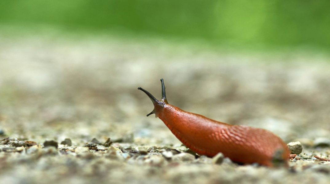 Γερμανία: Ένα σαλιγκάρι προκαλούσε νυχτερινό χάος σε πολυκατοικία στη Βαυαρία, χτυπώντας συνεχώς τα κουδούνια και ξυπνώντας τους κατοίκους.