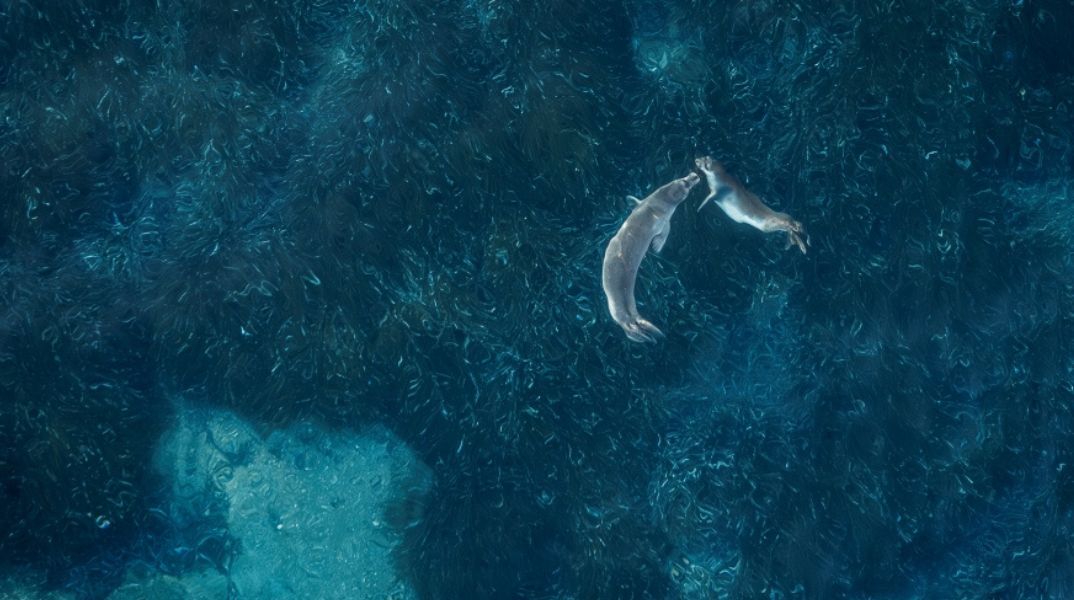 Seal Greece: Η θαλάσσια εκστρατεία ενημέρωσης για την προστασία της φώκιας Monachus monachus ολοκληρώθηκε - Οι πρεσβευτές της δράσης μοιράζονται την εμπειρία