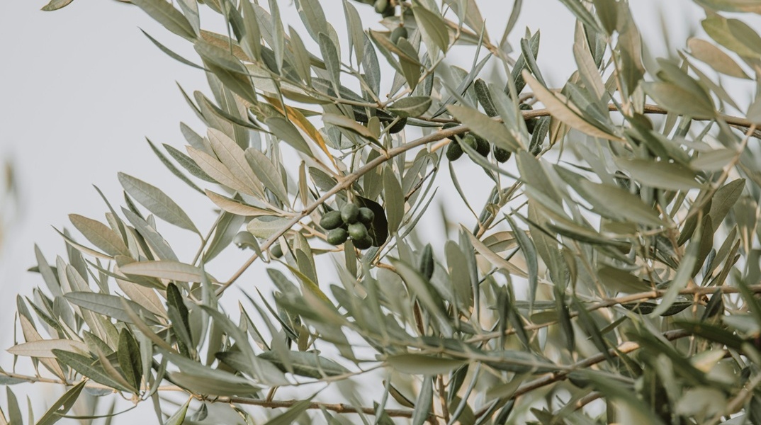 Κλαδί ελιάς