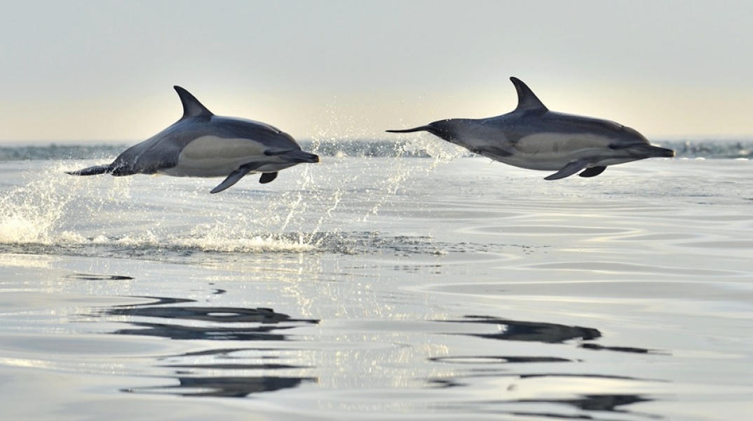 Δελφίνια