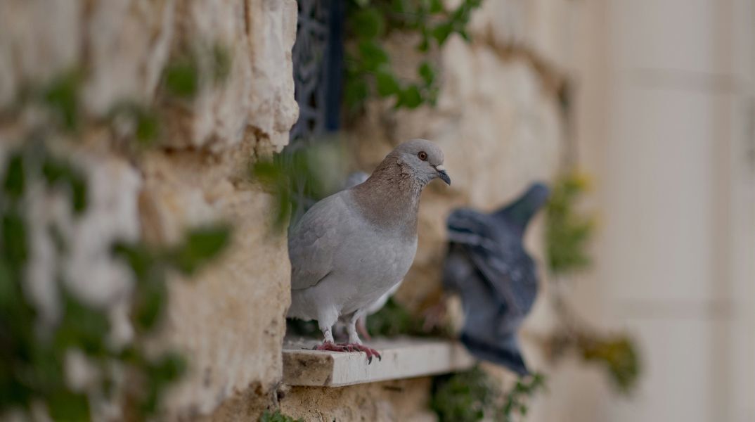 Ρώμη: Απαγόρευση του δημάρχου σε γυναίκα να ταΐζει περιστέρια, μετά από διαμαρτυρίες γειτόνων για «κόλαση» λόγω υγειονομικού κινδύνου και αβάσταχτης δυσοσμίας
