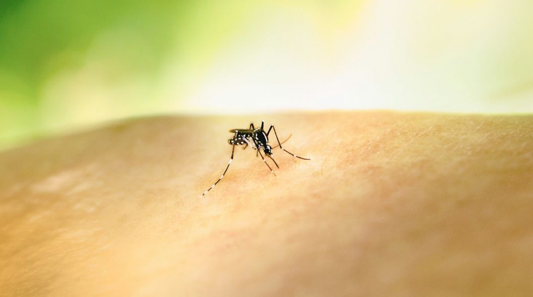 Αυξάνονται τα κρούσματα ιού του Δυτικού Νείλου στη Δυτική Ελλάδα - Τρεις ασθενείς νοσηλεύονται στο Ρίο