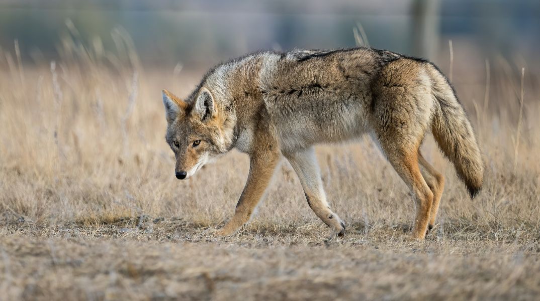 Βίντεο δείχνει τον λύκο που επιτέθηκε στην 5χρονη στη Χαλκιδική να κάνει βόλτες σε άλλη παραλία