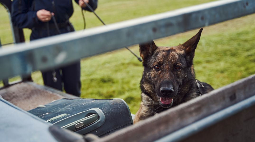 Συνελήφθη 54χρονος στην Καστοριά για ναρκωτικά - Ο αστυνομικός σκύλος Ορφέας εντόπισε δενδρύλλια και ποσότητες ινδικής κάνναβης.