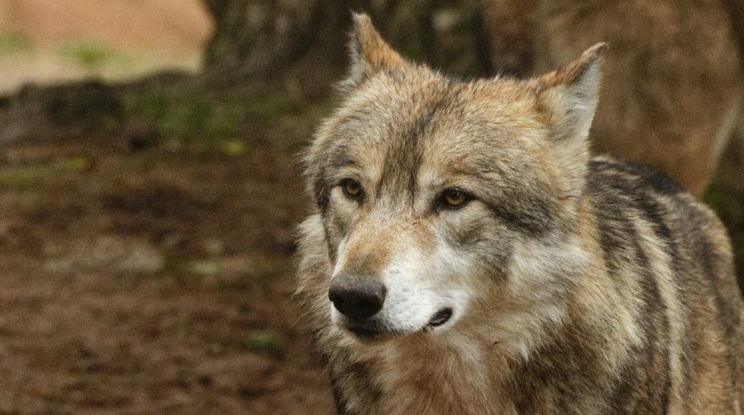 Επίθεση λύκου σε 5χρονη: «Άνοιξε τα σαγόνια του για να την αρπάξει από τη μέση» -  Η σοκαριστική περιγραφή της μητέρας 