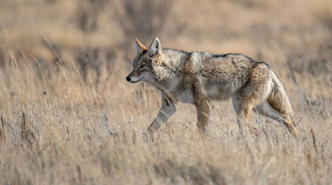 Χαλκιδική: Νέα επίθεση λύκου σε γυναίκα που είχε βγάλει βόλτα τον σκύλο της