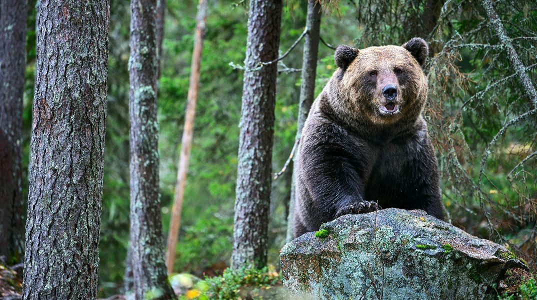 Φλώρινα: Αρκούδα μπήκε από το παράθυρο σε κτηνοτροφική μονάδα και έφαγε 15 πρόβατα