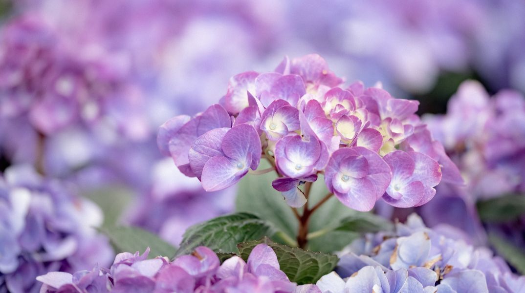 Εορτολόγιο: Σήμερα, 20 Σεπτεμβρίου 2025, γιορτάζει…