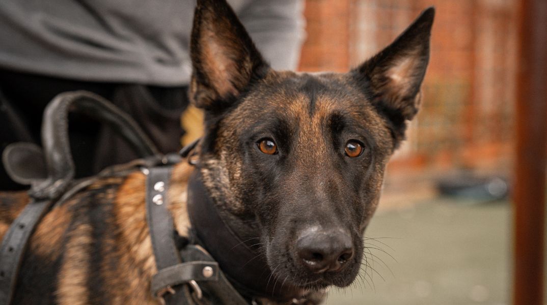 Θεσσαλονίκη: Σύλληψη 33χρονου για κατοχή και διακίνηση ναρκωτικών - Ο σκύλος Iris της ΕΛΑΣ ανίχνευσε κρυμμένα πάνω από 6 κιλά κοκαΐνης και κάνναβης