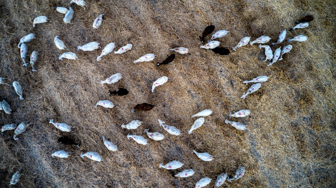 Αιγοπρόβατα