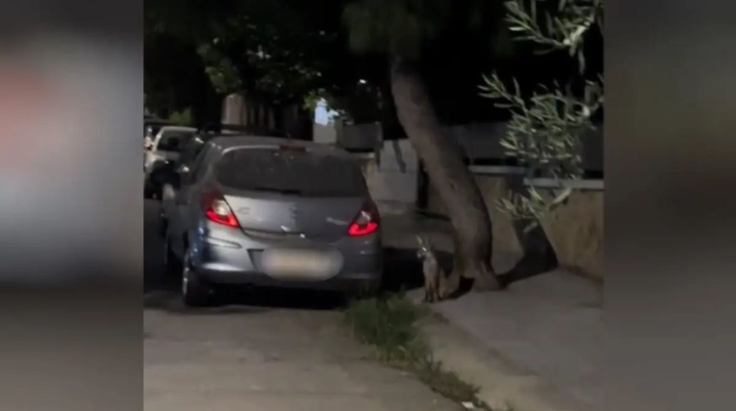 Αλεπούδες έκαναν βόλτα ατάραχες σε γειτονιά στο Αιγάλεω ψάχνοντας τροφή