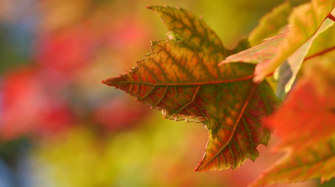 Φύλλα δέντρου λίγο πριν πέσουν