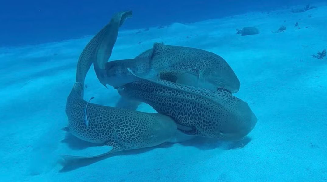 Σπάνιο βίντεο στη Νέα Καληδονία κατέγραψε για πρώτη φορά ζευγάρωμα καρχαριών-λεοπαρδάλη: Δύο αρσενικοί με μία θηλυκή σε «τρίο».
