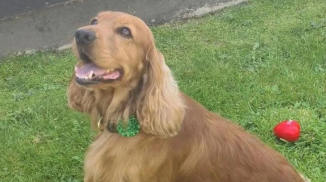 Ο σκύλος υποστήριξης Μπέιλι απελευθερώθηκε από φυλακή της Βόρειας Ιρλανδίας μετά από εκστρατεία διαμαρτυρίας και παρέμβαση πολιτικών.