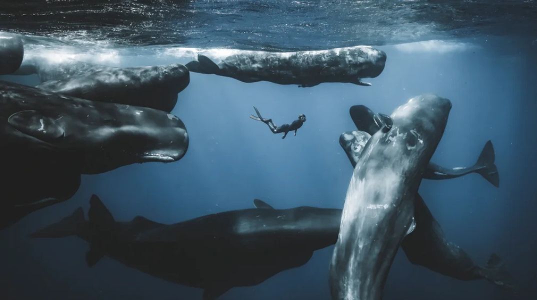 Ocean Photographer of the Year 2025: Ο Γιούρι Ιβάνοφ κέρδισε το βραβείο - Περισσότερες από 15.000 εικόνες υποβλήθηκαν από φωτογράφους σε όλο τον κόσμο
