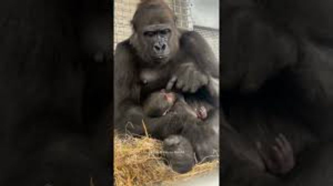 12χρονη γορίλας έγινε μαμά για πρώτη φορά - Viral το βίντεο όπου φροντίζει το μωρό της