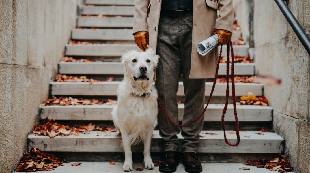 Ιταλία: Η επαρχία Μπολζάνο προτείνει φόρο για σκύλους-τουρίστες και κατοικίδια ντόπιων - Θύελλα αντιδράσεων από ζωοφιλικές οργανώσεις
