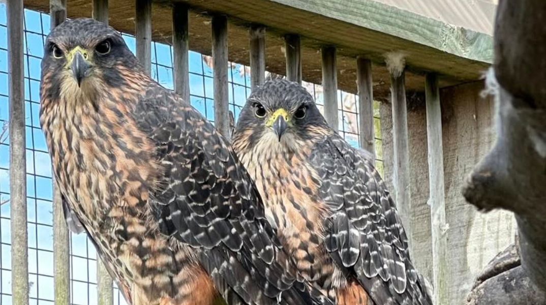 Απειλούμενο γεράκι κάρεαρεα κερδίζει τον τίτλο του Πουλιού της Χρονιάς της Νέας Ζηλανδίας για το 2025 - Έχουν απομείνει περίπου 5.000 με 8.000