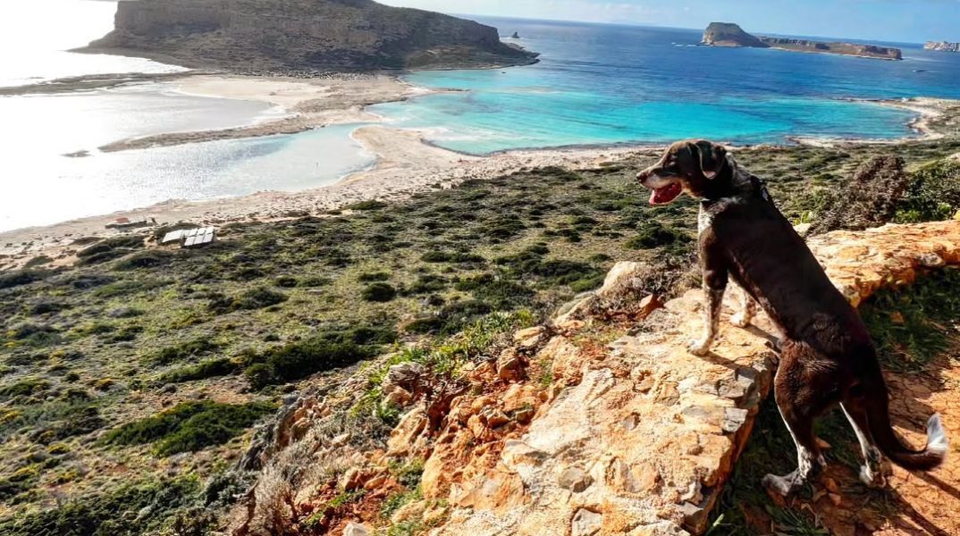 Το συγκινητικό αντίο του Σταύρου Θεοδωράκη στον αγαπημένο του σκύλο, Σήφη