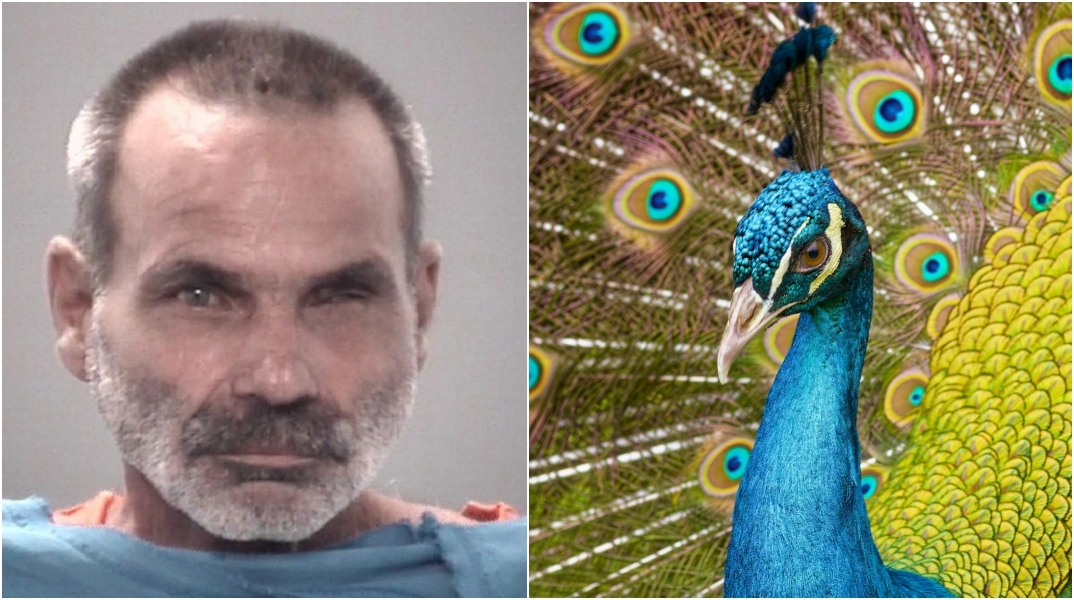 Άνδρας στη Φλόριντα σκότωσε και έφαγε τα παγώνια του