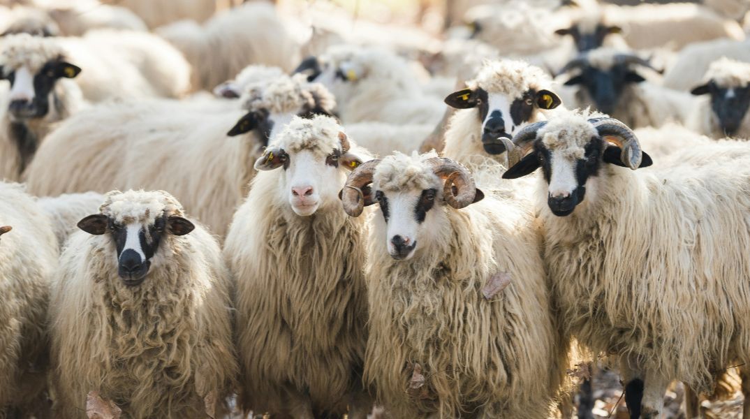 Κρήτη: Παράταση των προληπτικών μέτρων για την ευλογιά των προβάτων αποφάσισε η Περιφέρεια