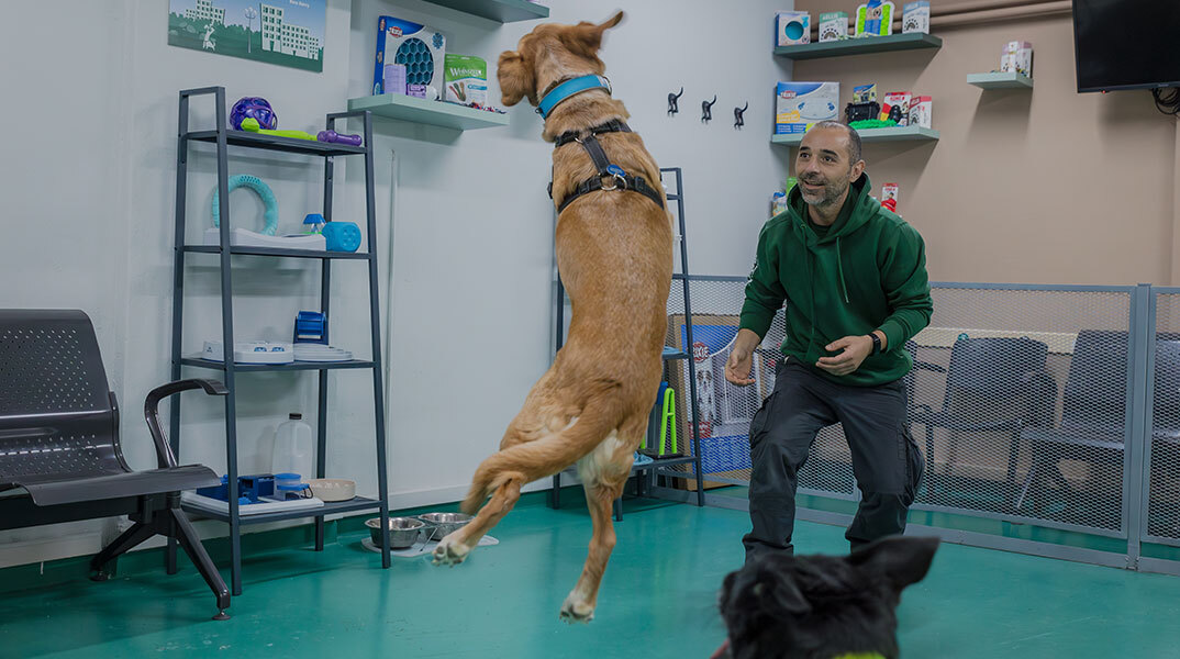 Κυνόπολις by Urban Dogs