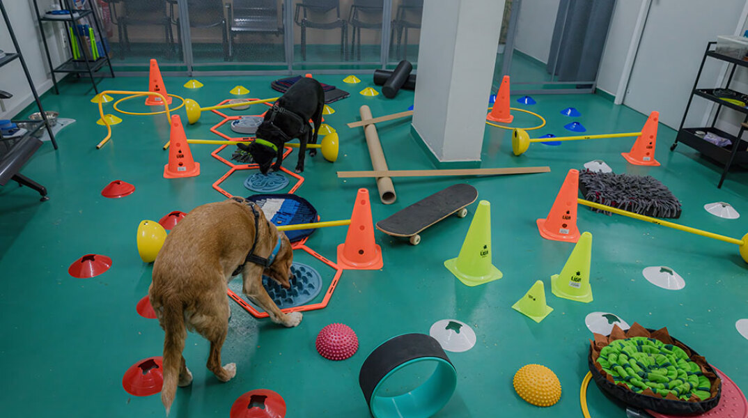 Κυνόπολις by Urban Dogs