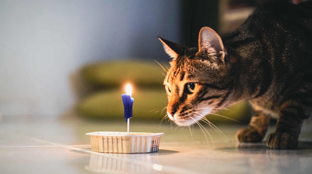 Παγκόσμια ημέρα των ζώων: Μια μικρή αναδρομή στην ιστορία της σχέσης του ανθρώπου με τις γάτες