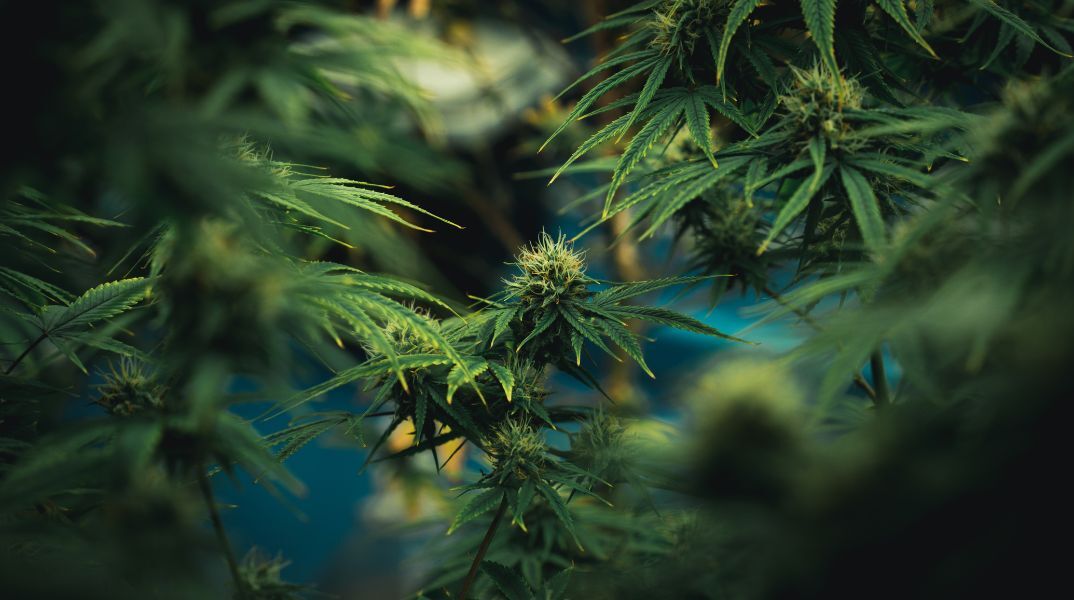 Συντονισμένη επιχείρηση της ΕΛ.ΑΣ. στο Ρέθυμνο οδήγησε στον εντοπισμό φυτείας κάνναβης στον Δήμο Αμαρίου - Εκριζώθηκαν 80 δενδρύλλια έως 2,5μ.