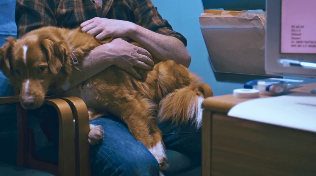 Good Boy: Το πιο αναμενόμενο θρίλερ της χρονιάς έρχεται στις αίθουσες από το Cinobo