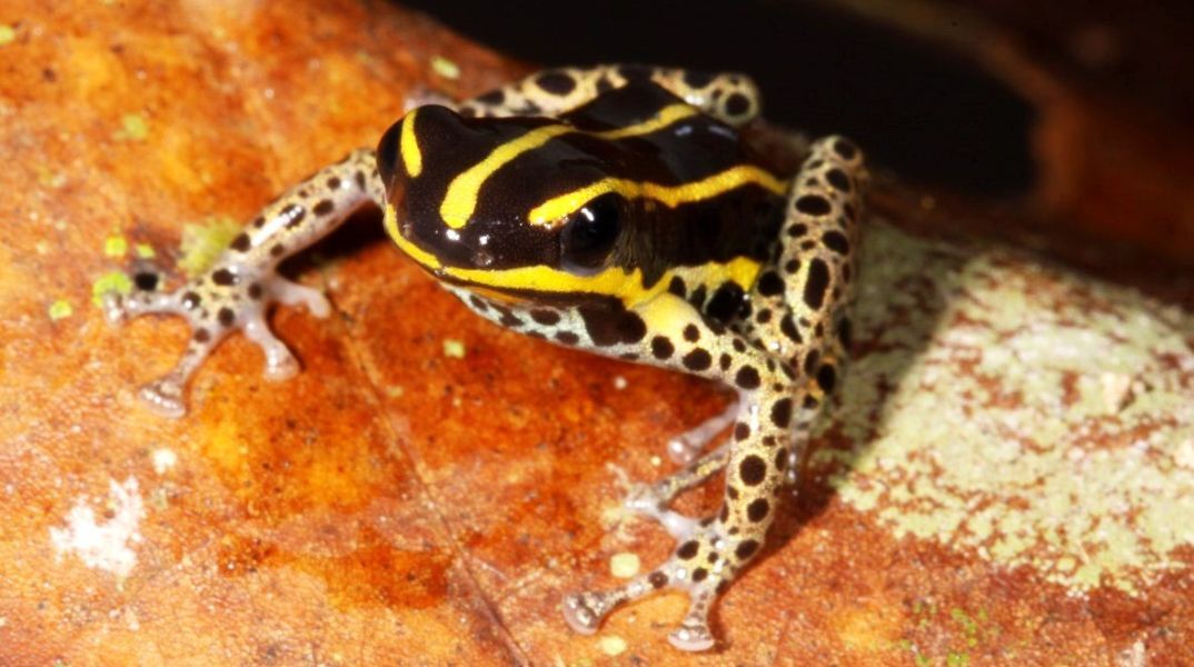 Νέο είδος μικροσκοπικού δηλητηριώδους βατράχου ανακαλύφθηκε στο Περού - Η ανακάλυψη του Ranitomeya hwata τονίζει την αξία των προστατευόμενων περιοχών.