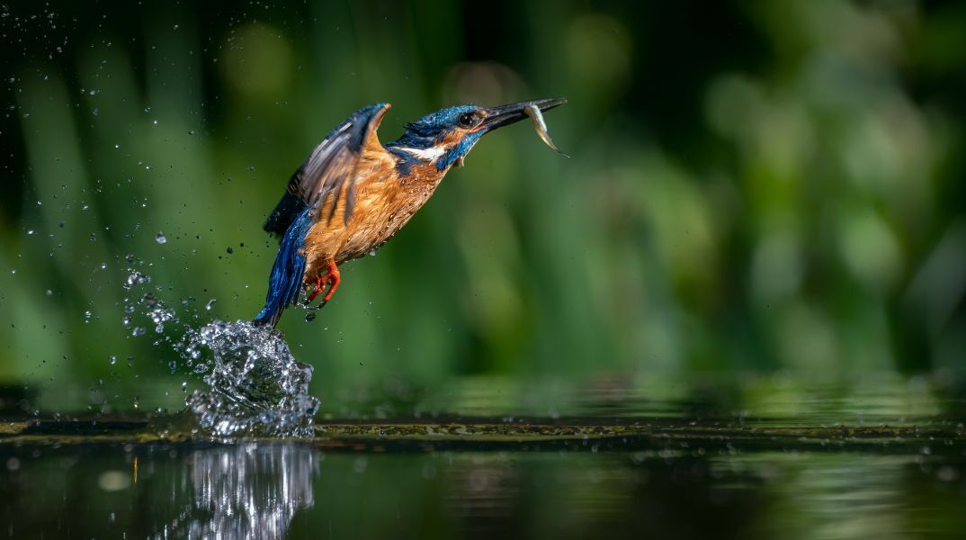 Ευρωπαϊκή γιορτή των πουλιών 2025: Η φύση γιορτάζει τον Οκτώβριο