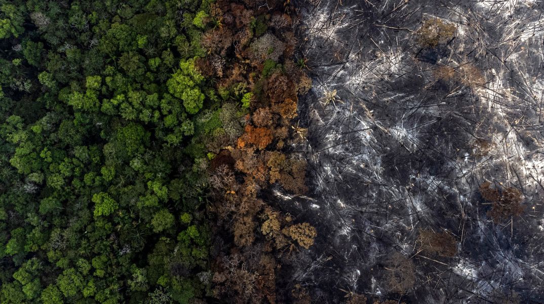 Η υγεία των δασών παγκοσμίως επιδεινώνεται - Έκθεση προειδοποιεί πως η οικονομία ενισχύει τη δασική καταστροφή, απειλώντας το μέλλον της ανθρωπότητας.