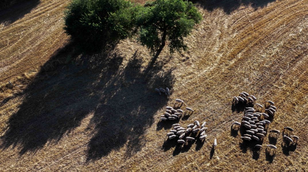Υπουργείο Αγροτικής Ανάπτυξης: Εγκρίνει 10 εκατ. ευρώ για αποζημιώσεις ευλογιάς προβάτων και στήριξη Περιφερειών, στο πλαίσιο της δεύτερης φάσης ενισχύσεων.