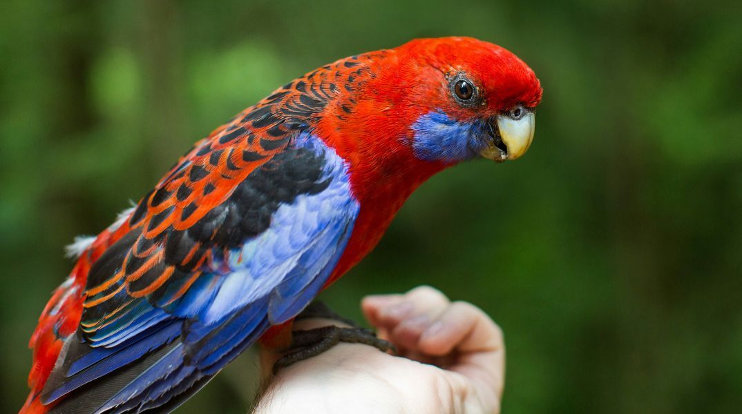 Ο Νάιτζελ, Βρετανός παπαγάλος, επέστρεψε μετά από 4 χρόνια, μιλώντας Ισπανικά - Βρέθηκε μέσω μικροτσίπ, αλλά αποκαλύφθηκε πως είχε υιοθετηθεί
